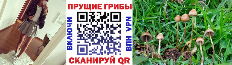 закладка  Стародуб  Псилоцибиновые грибы Psilocybine cubensis 